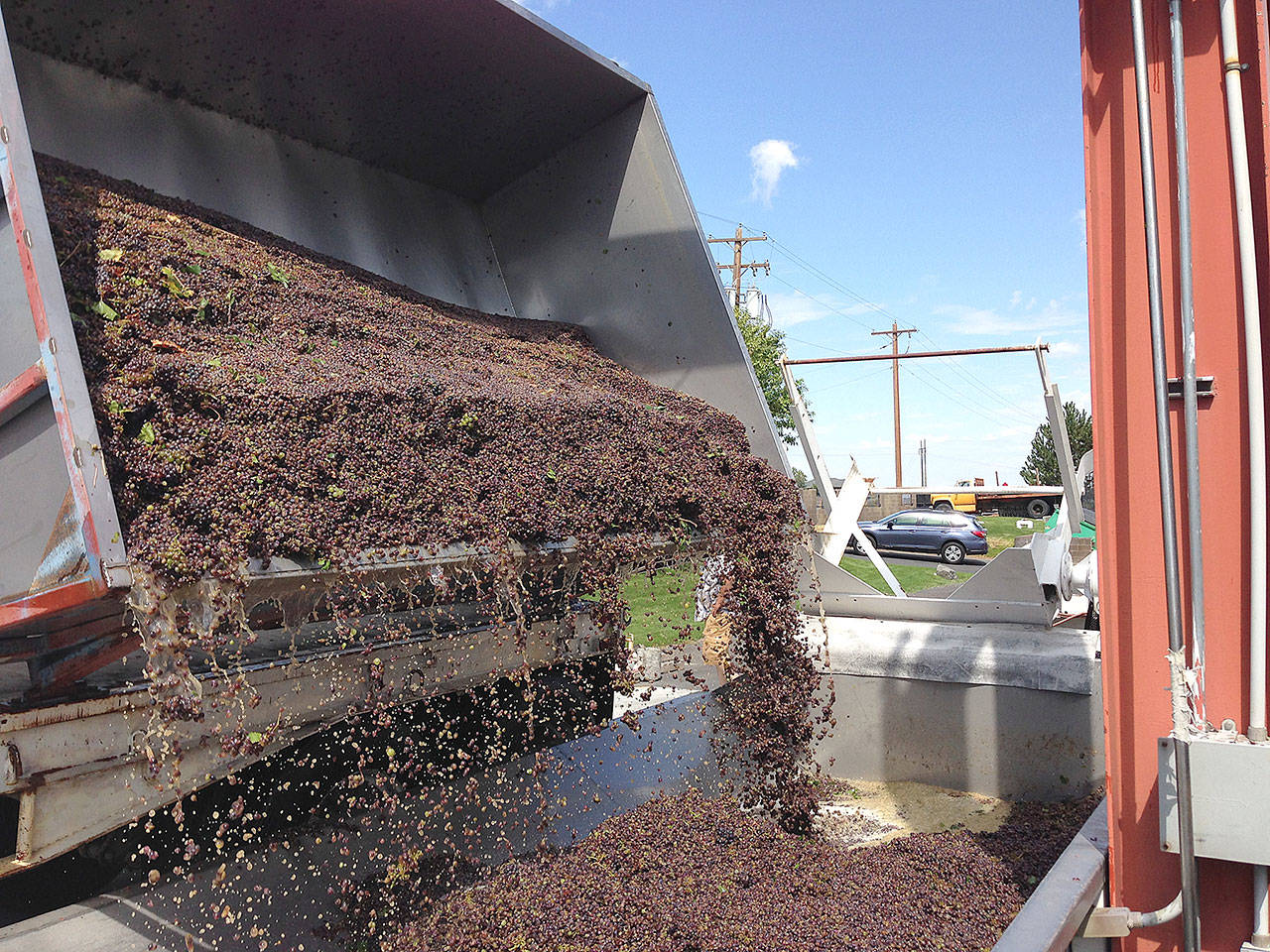 Pinot grigio grapes, also known as pino gris, which carry a pinkish hue, are brought in for harvest at Barnard Griffin Winery in Richland, Washington. Pinot gris is a dominant Northwest white wine. (Andy Perdue/Great Northwest Wine)