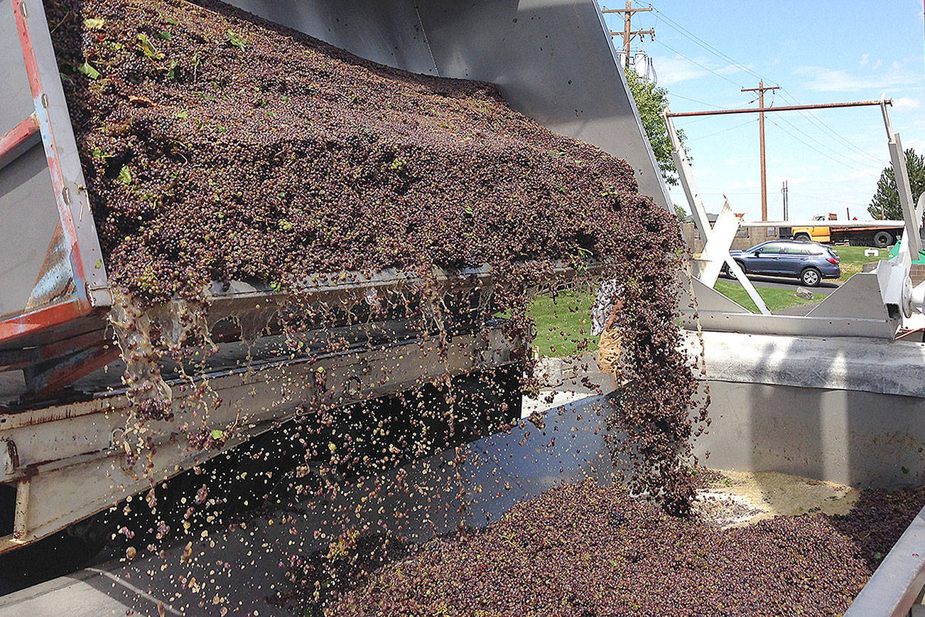 Refreshing pinot gris goes perfectly with Northwest cuisine