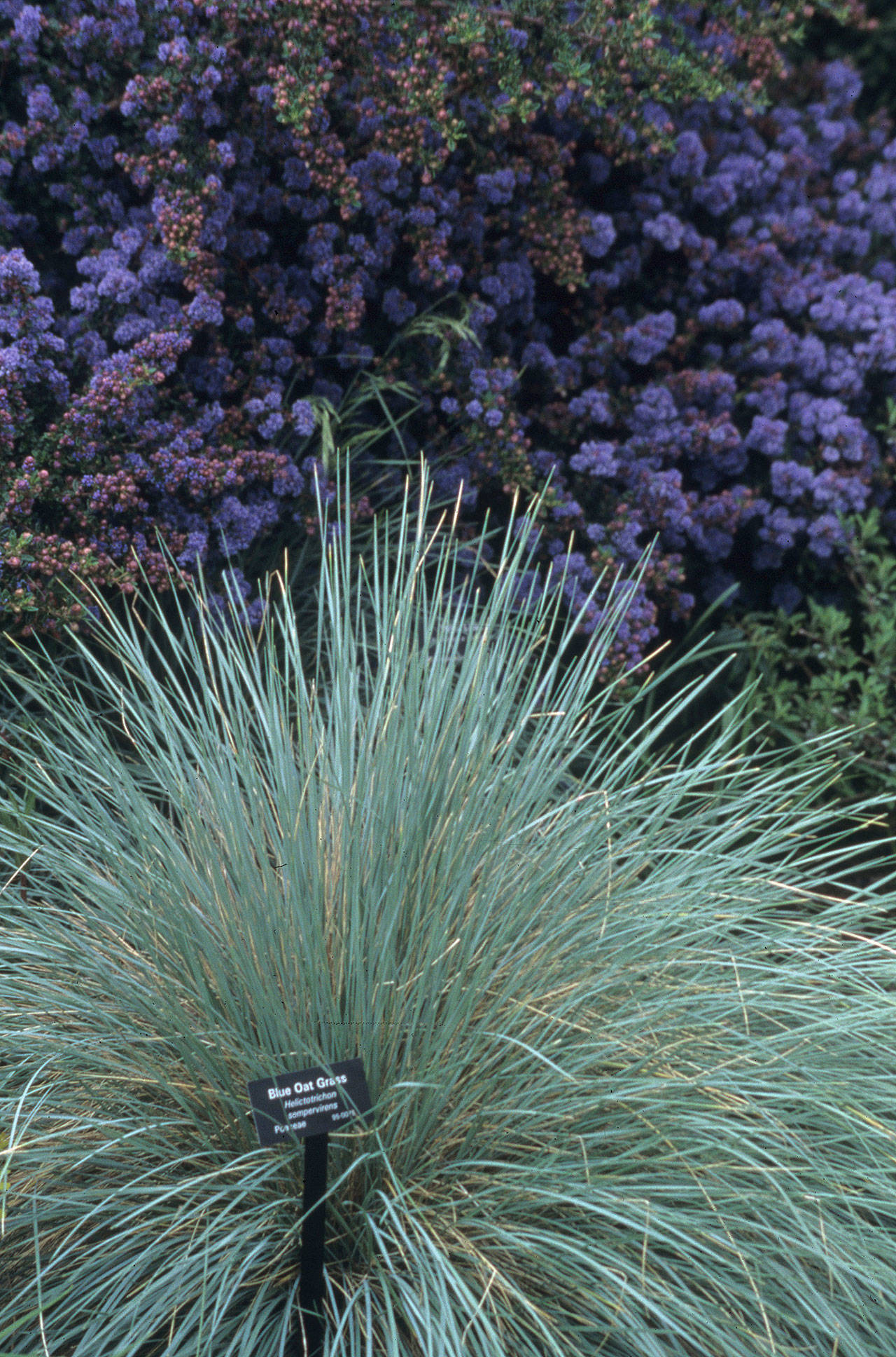 Blue oat grass has year-round spiky blue foliage and purplish-brown seed heads in summer. (Great Plant Picks)