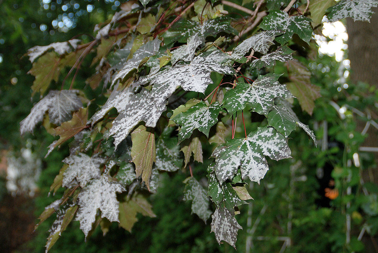 Powdery mildew occurs when the fungal organism and susceptible plants are present and the environmental conditions are right for the disease to occur. (Melinda Myers, LLC)