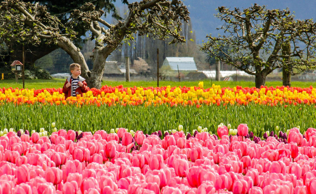 David Carlos, April 14, 2017: “Tulip Town, Mount Vernon.” David is a prolific contributor to The Herald’s Reader Photos web page, and his striking photos have been selected several times for our Community Extra page.
