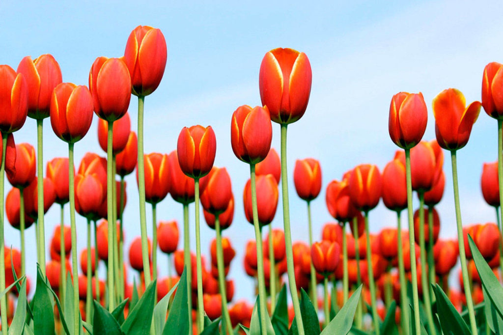 Bob Coleman, April 15: These “delightful orange beauties” were captured at the Skagit Valley Bulb Farm in Mount Vernon. It is one of more than 500 photos Bob took of flowers that day, he said.
