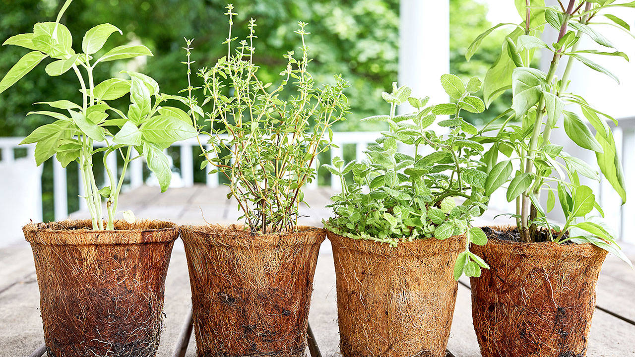 Try growing your own potted herbs — like basil, thyme, mint and oregano — if you have to buy more than you can use. (Photo by Stacy Zarin Goldberg for the Washington Post)
