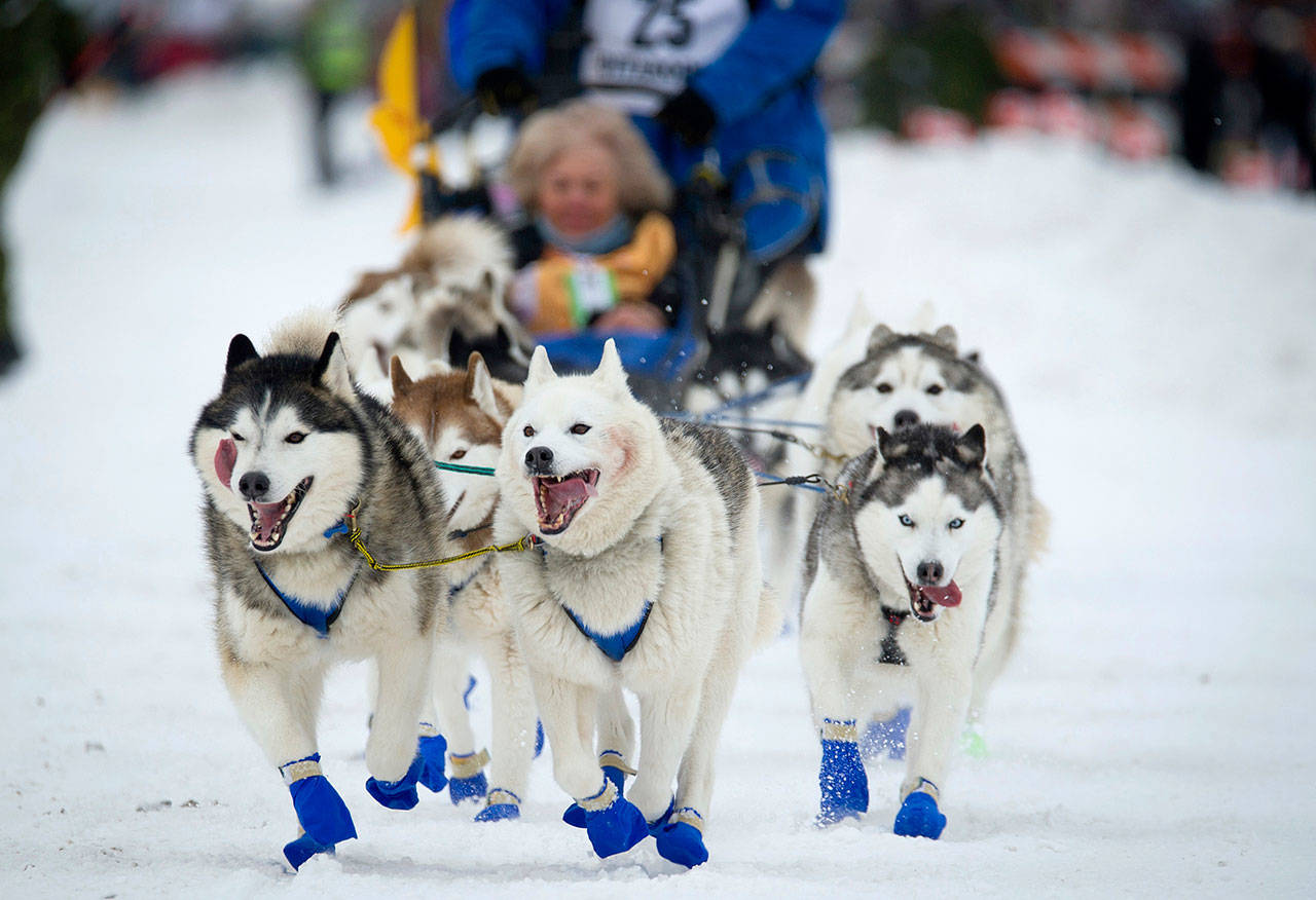 Eagle River, Alaska, musher Tom Schonberger’s lead dogs trot along Fourth Avenue during the ceremonial start of the Iditarod Trail Sled Dog Race in Anchorage, Alaska, on March 3. Animal rights activists are toasting the maker of Jack Daniel’s whiskey, which ended its long-running sponsorship of the 1,000-mile race. (Michael Dinneen / AP file)