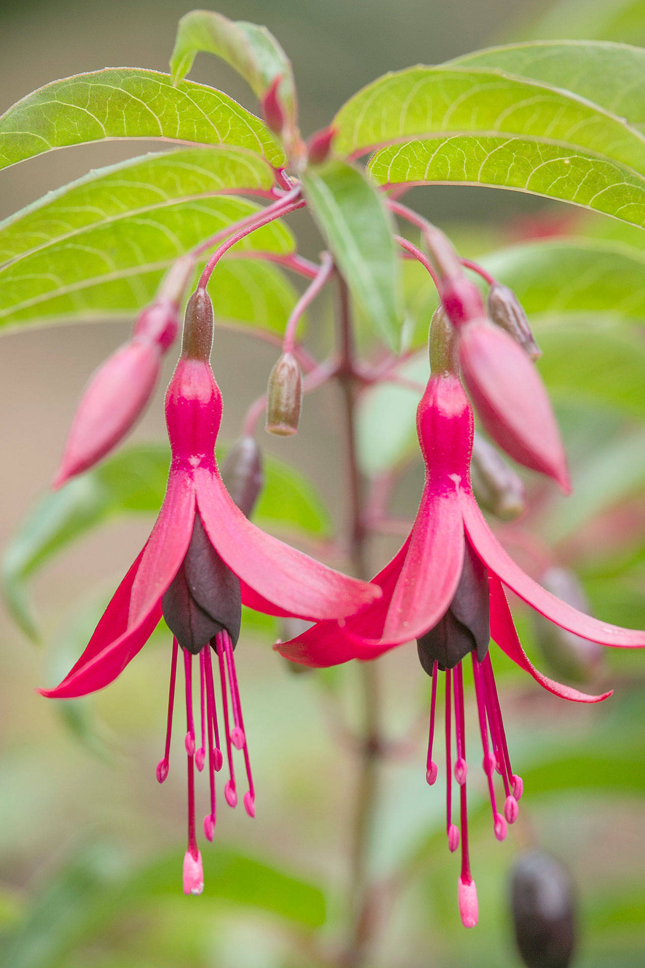 The hardy fuschia, a hummingbird and bee favorite, provides colorful flowers summer through autumn. (Richie Steffen)