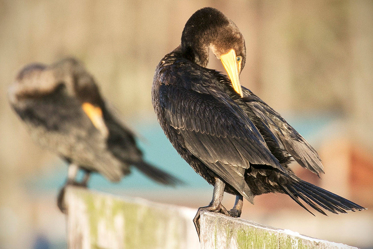 Deep birds: Comormants can dive 150 feet to hunt for fish