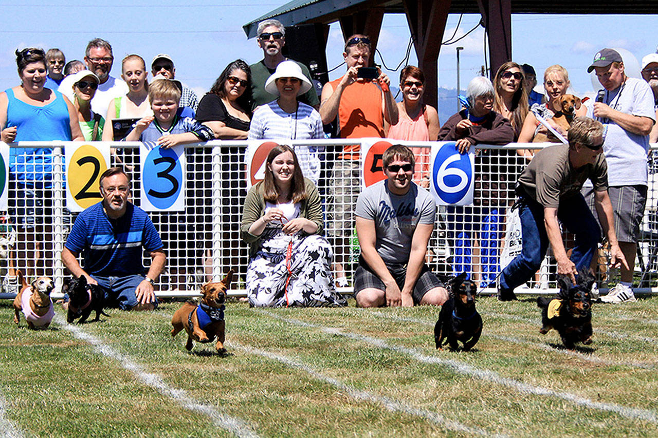 Dachshunds dash for the finish line during the Running of the Wieners at a previous year’s Poochapalooza, a dog festival in Marysville. The 12th annual Poochapalooza is July 7 at Marysville’s Asbery Field. (Marysville Dog Owners Group)