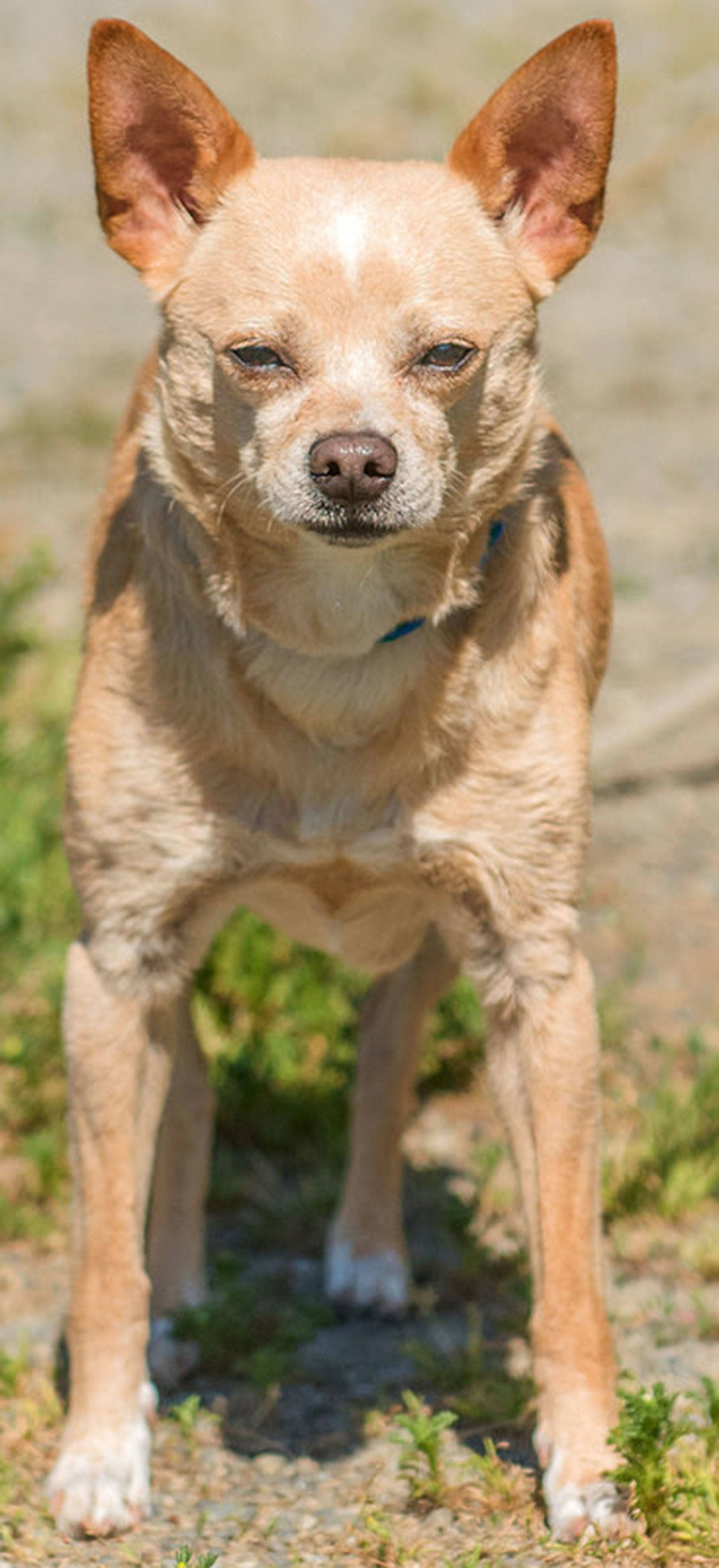 Mr. Bean has a ton of personality and a lot to say! He is very friendly and confident. He has lived with dogs and cats and enjoys the company. Mr. Bean has been passed around quite a bit and is ready to find his forever home. If you’re ready for a spicy senior dog to live out his days, come meet this little guy! We are unsure how Bean would be around small children. Children in the home will need to be over the age of 7. (Curt Story / Everett Animal Shelter)