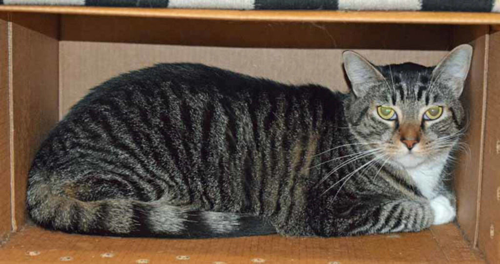Mr. Wiggles is a handsome boy looking for a new forever home. He’s an independent cat who is looking for a calm home. We don’t know how he is around dogs or children, so a slow, careful introduction would be needed. (Arleigh Movitz/Everett Animal Shelter)
