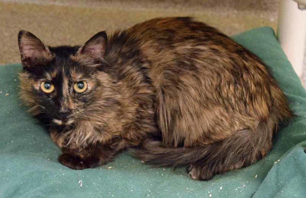 Serendipity has so many great qualities, it’s hard to know where to start! Her personality is warm and friendly toward people and small dogs, she likes to snuggle in laps, she’s playful (favorite toy — ping pong balls), and she uses a scratching post and litter box very well. Added to that, Serendipity is young, petite and beautiful! (Arleigh Movitz/Everett Animal Shelter)
