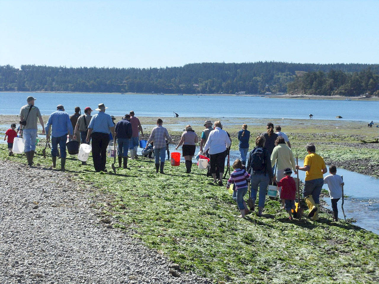 Sound Water Stewards clamming classes take place at Double Bluff beach and are popular with people of all ages. (Sound Water Stewards)