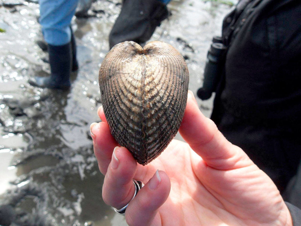 A side view of a heart cockle clam. (Sound Water Stewards)
