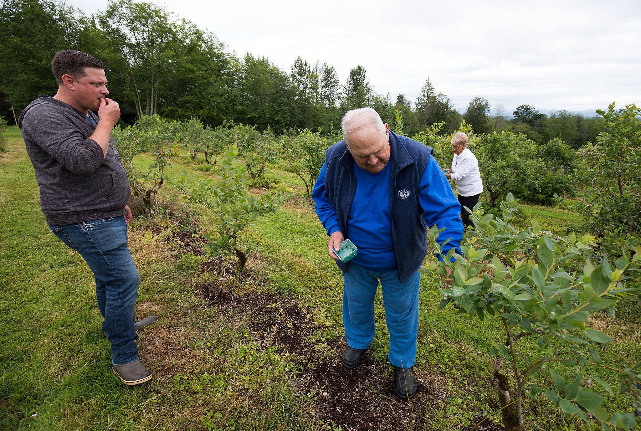 Kyle Schmidt (left) with his father, Bill, and mother, Susie, pick and eat ripening blueberries at Schmidt Blueberry Farm on Monday. (Andy Bronson / The Herald)
