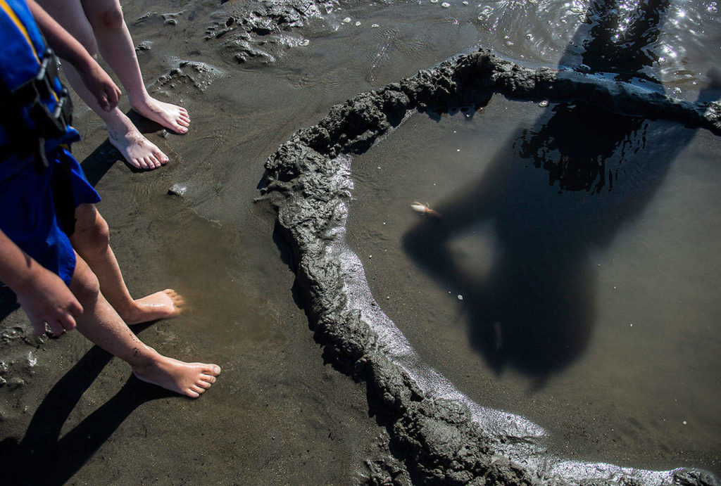 A group of children watches as a ghost shrimp buries itself in the sand on Jetty Island on Thursday in Everett. (Olivia Vanni / The Herald)
