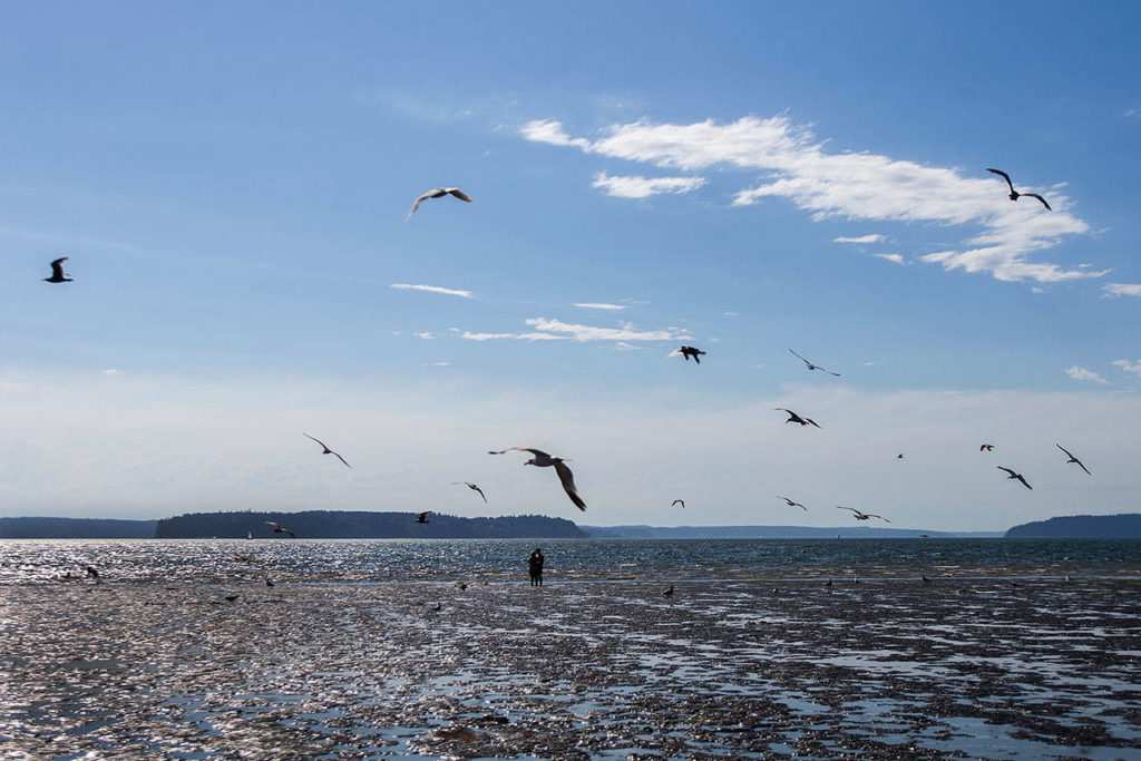 A couple kisses on the beach as gulls fly by at Jetty Island on Thursday in Everett. (Olivia Vanni / The Herald)
