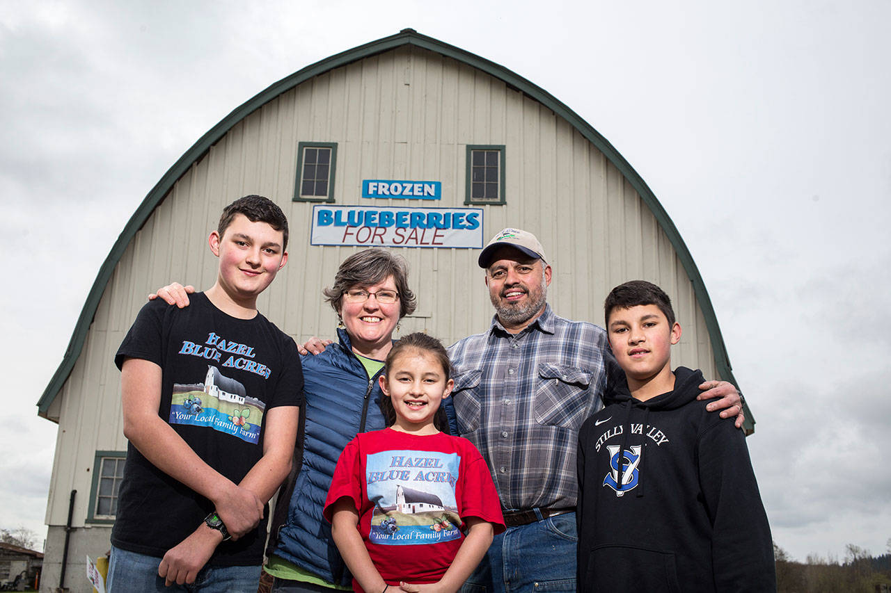 Hazel Blue Acres in Silvana is a family farm owned and operated by Karen and Spencer Fuentes with their children Simon, Everett and Phoebe. The family has operated an organic blueberry farm since 2008. (Andy Bronson / The Herald)