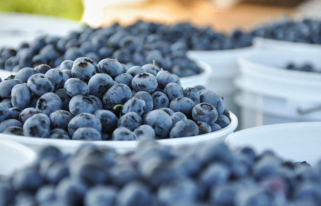 Liberty blueberries from Hazel Blue Acres sits in buckets. (Photo by Jennifer Fuentes)
