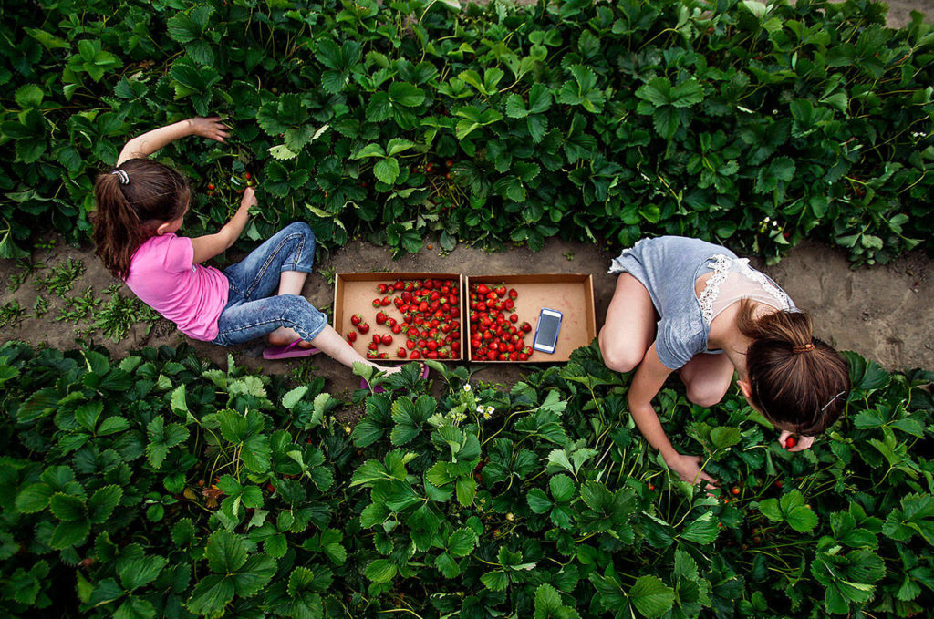 Kristina Primachik and Ella Boyko work to fill their trays with strawberries while other members of their families pick nearby in the strawberry fields at Baileys U-Pick on Springhetti Road in Snohomish. (Dan Bates / Herald file)
