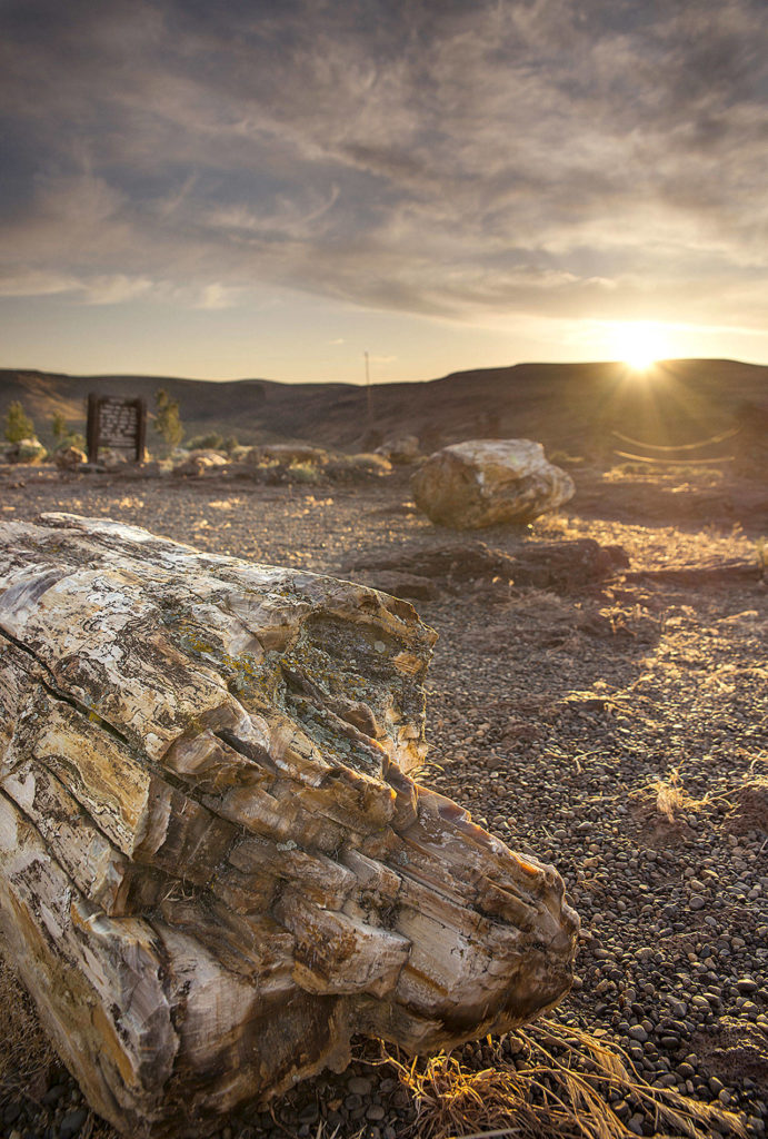 Marvel over the remains of one of the most unusual fossil forests out there, with some of the rarest forms of petrified wood in the world, at Ginkgo Petrified Forest State Park. (Washington State Parks)
