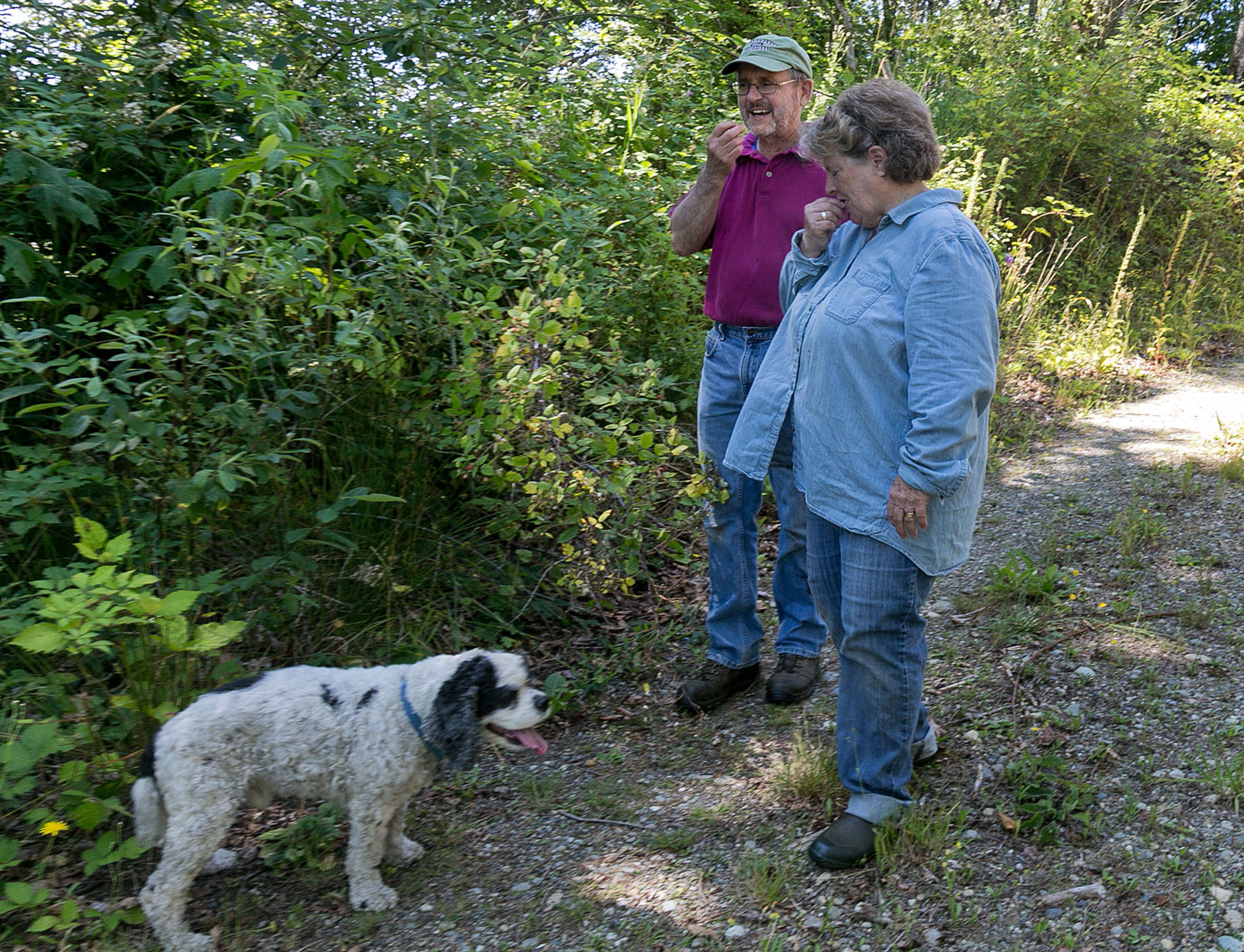 David New and Darlina New collect berries on their family lot, Nourse Tree Farm, and will host an open house next weekend to celebrate being the Tree Farmer of the Year for Washington. (Kevin Clark / The Herald)