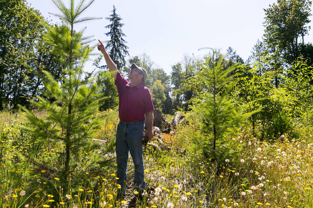 David New describes the efforts to manage new grow on Nourse Tree Farm and will host open house next weekend to celebrate being the Tree Farmer of the Year for Washington. (Kevin Clark / The Herald)
