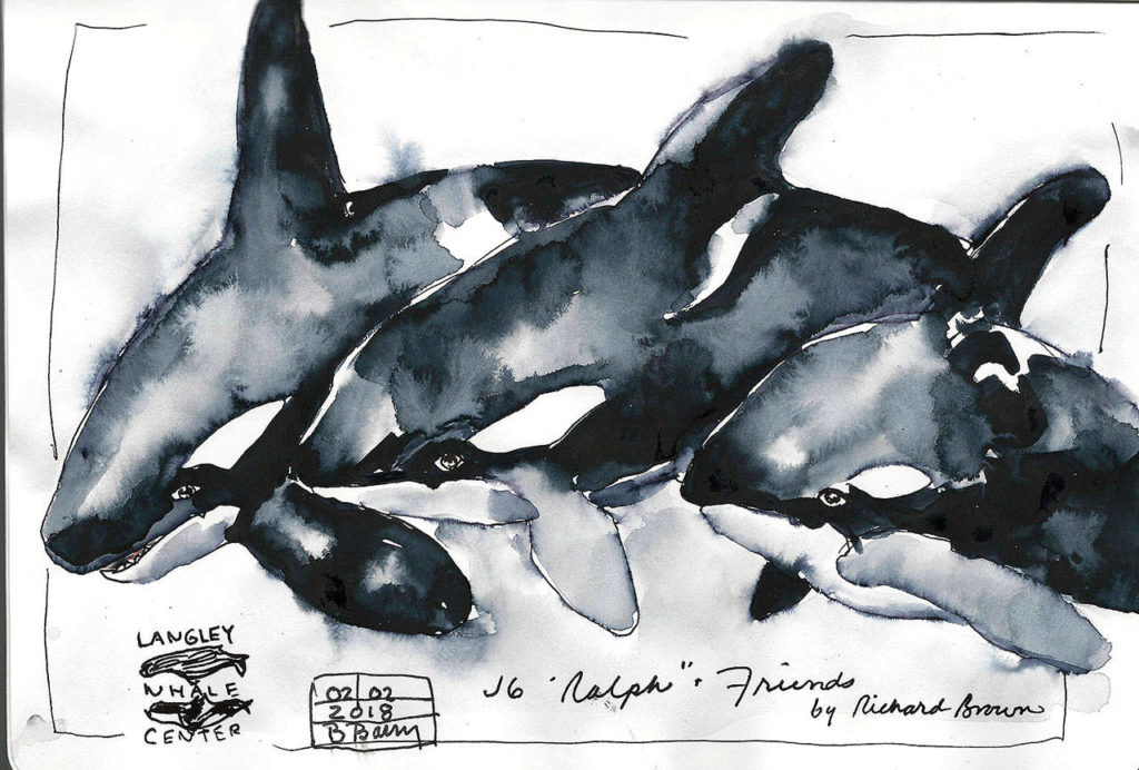 “Orca” painting by Richard Brown at Langley Whale Center, sketch by Barbara Barry
