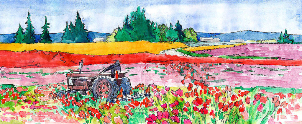 This “Tulip Fields” sketch and watercolor is by Faye Castle.
