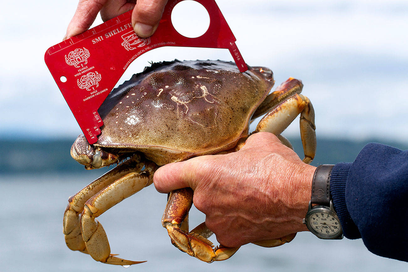 How and where to crab: ‘No, they don’t like smelly fish’ bait