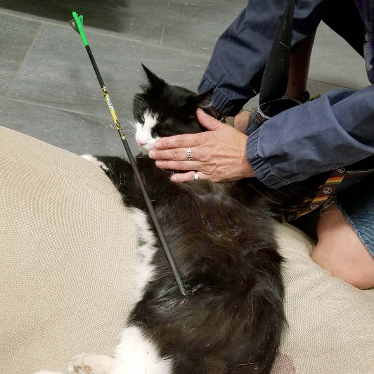 This cat was shot with an arrow in Lake Stevens. (Tina Olson Mercer via Facebook)