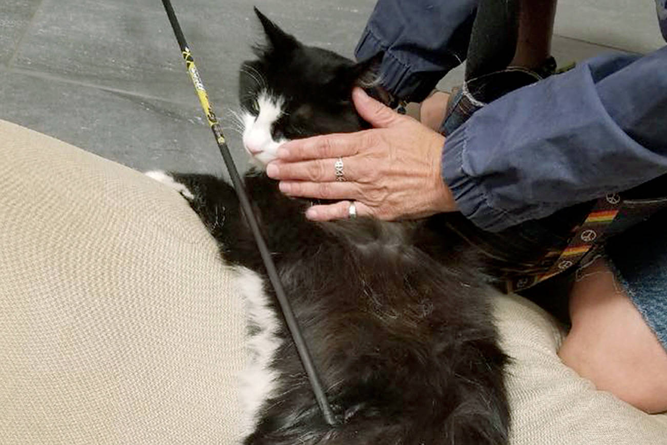 Hunter the cat apparently was hunted, shot twice with arrows