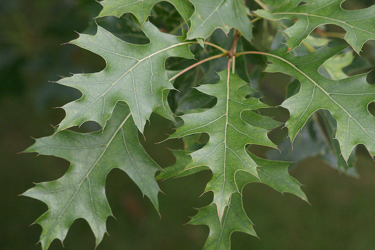 The pin oak is probably the most widely planted America oak species. (Richie Steffen)