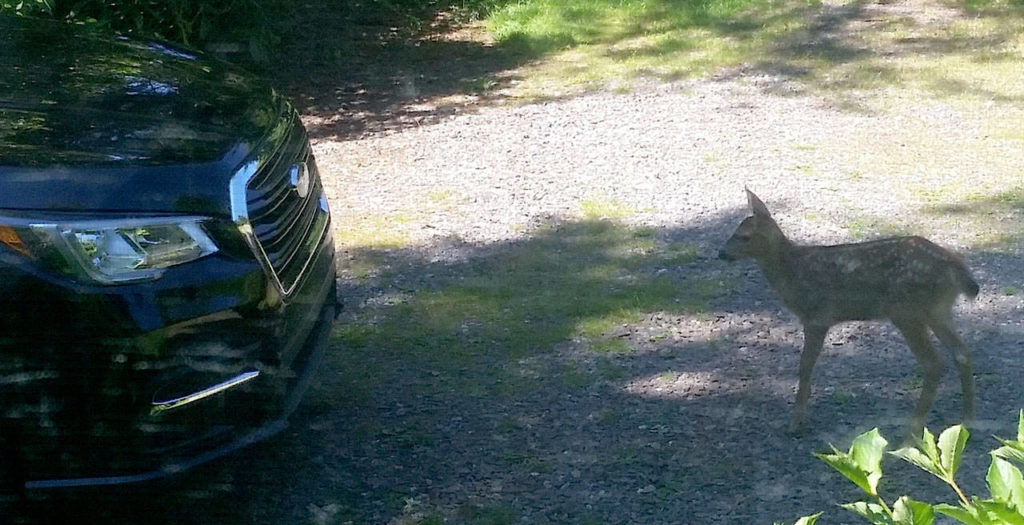 A new member of Snohomish County’s wildlife population sees a Subaru logo on the Ascent’s grille but can’t believe something so big is a Subie. (Mary Lowry / For the Herald)
