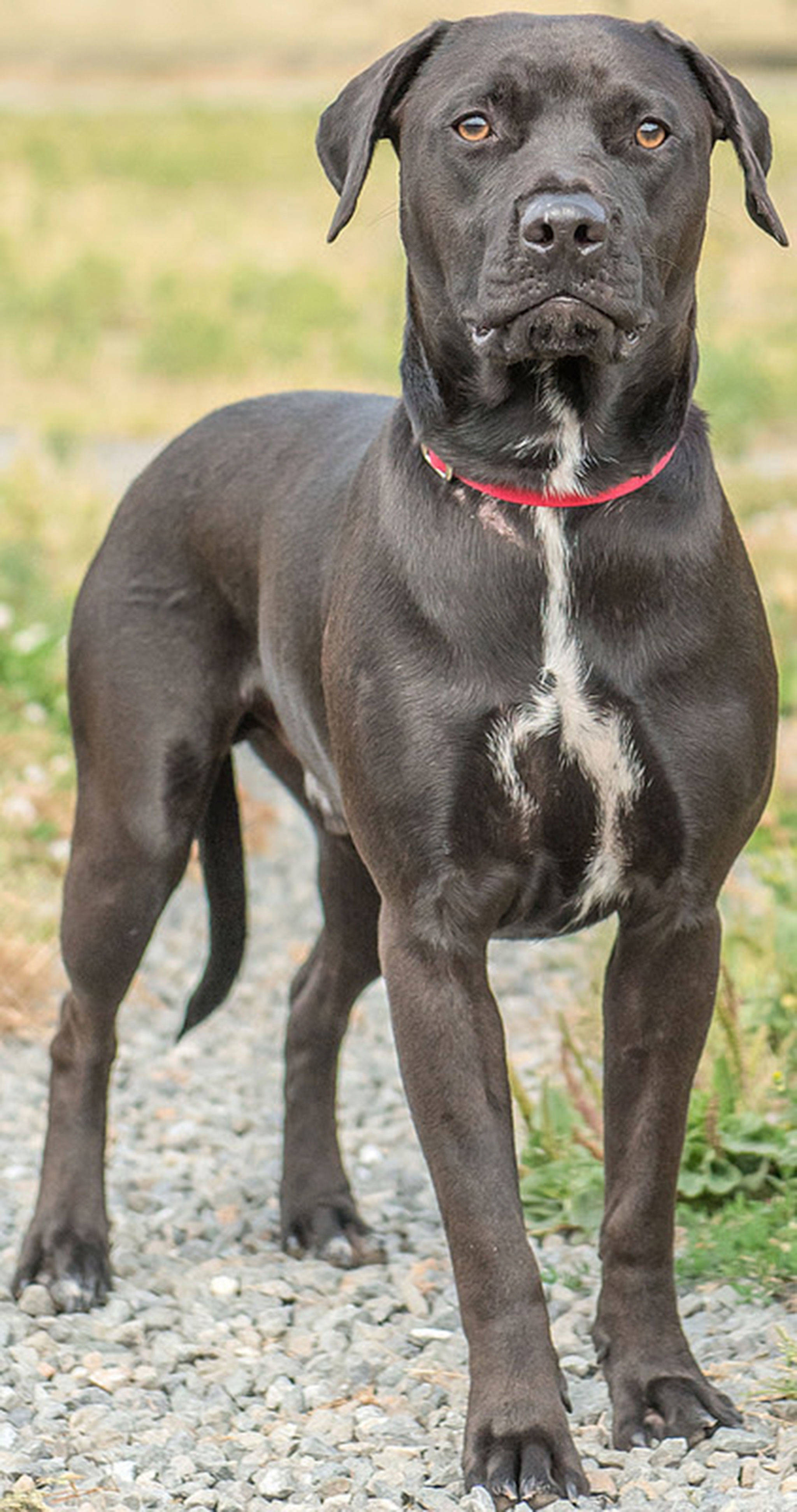 Bubba is a young dog with lots of energy! He is looking for a home that has the time and patience for training. He loves to play fetch and knows a few commands. Bubba will need a meet and greet with any resident canines that are his size or larger. He cannot live with small dogs, cats or any other small critters. Any children in the home should be over 10 years old. (Curt Story/Everett Animal Shelter)