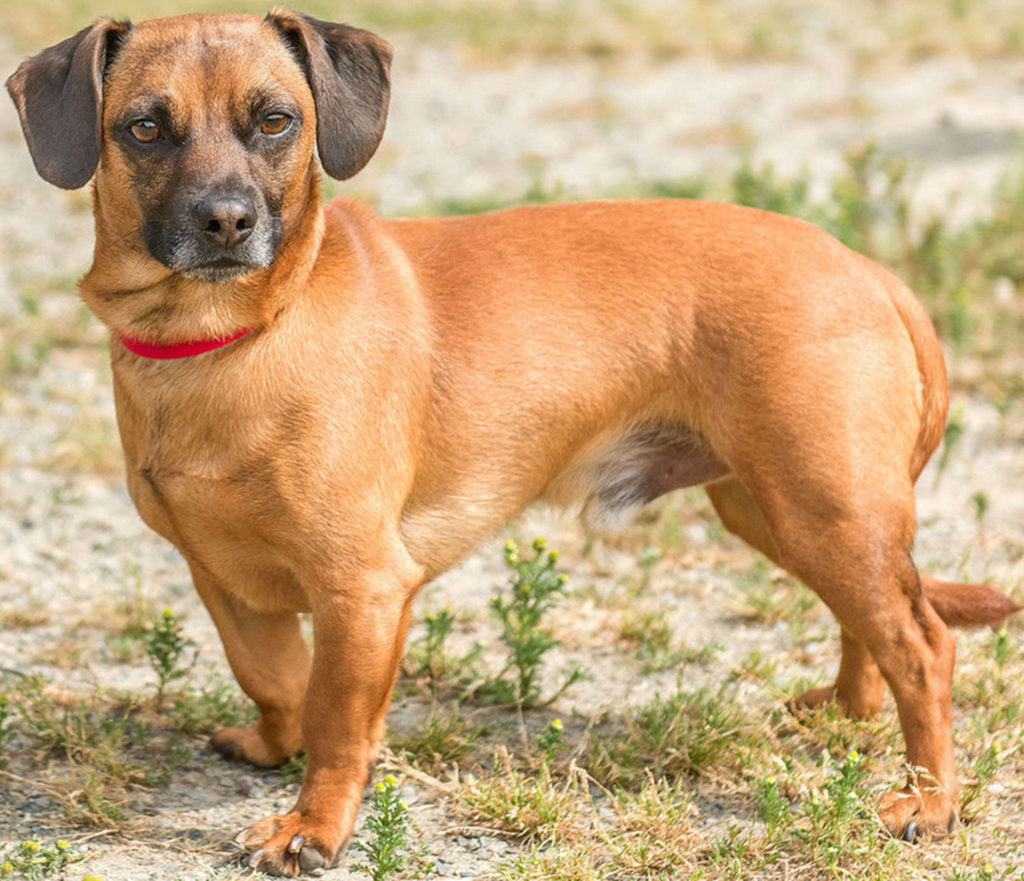 Chewy is a fun little guy looking for a calm home. He has lived with other dogs but will need a meet and greet prior to adoption. He cannot live with small dogs, cats or small critters. Any children in the home need to be over 13 years old and respectful of his space. (Curt Story/Everett Animal Shelter)
