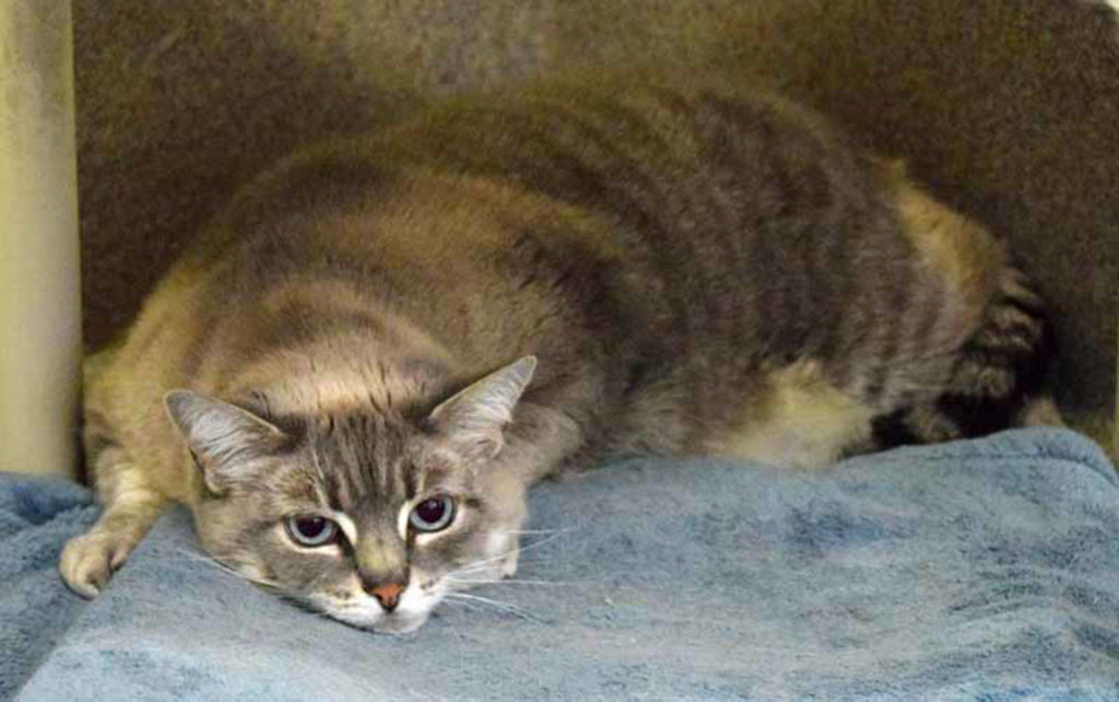 Kona is a playful cat. She plays with all kinds of toys, which would help her lose some weight. She has lived with other cats and dogs and tolerates them. She would do best with an older mellower type of dog and cat. She will still need a slow introduction to any resident pets and young kids. (Arleigh Movitz/Everett Animal Shelter)

