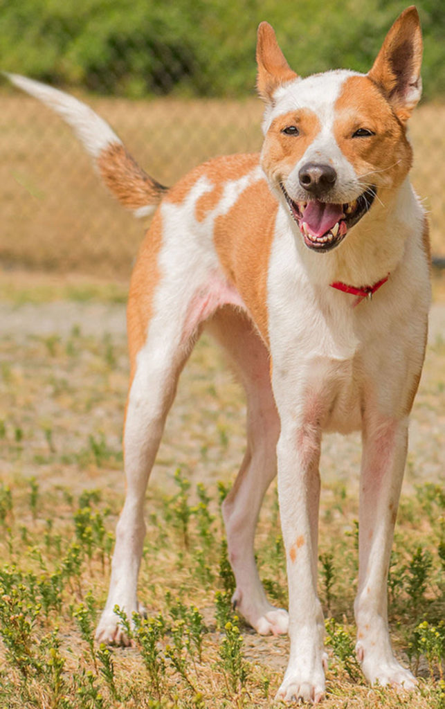 Stella is an active dog looking for a fun home. She will need a meet and greet with any resident canines a feline free home. Stella enjoys going to the dog park, fetching, hiking and much more. Come meet this smart gal today! Stella is not suited for apartment style living. (Curt Story/Everett Animal Shelter)
