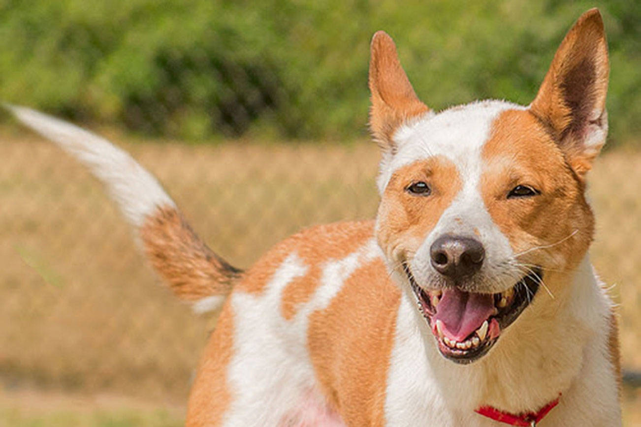 Look at these sweet fur baby faces, see if you can adopt one