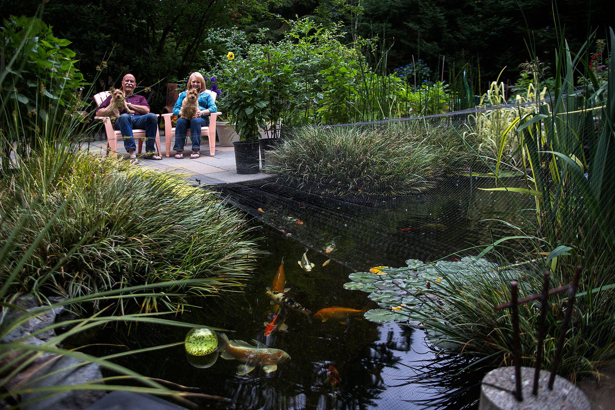 Peggy and Richard Simpson sit with their dogs, Stella and Bodie, next to the koi pond in their garden in Snohomish. Theirs will be one of seven gardens featured in the Snohomish Garden Tour on July 29. (Olivia Vanni / The Herald)