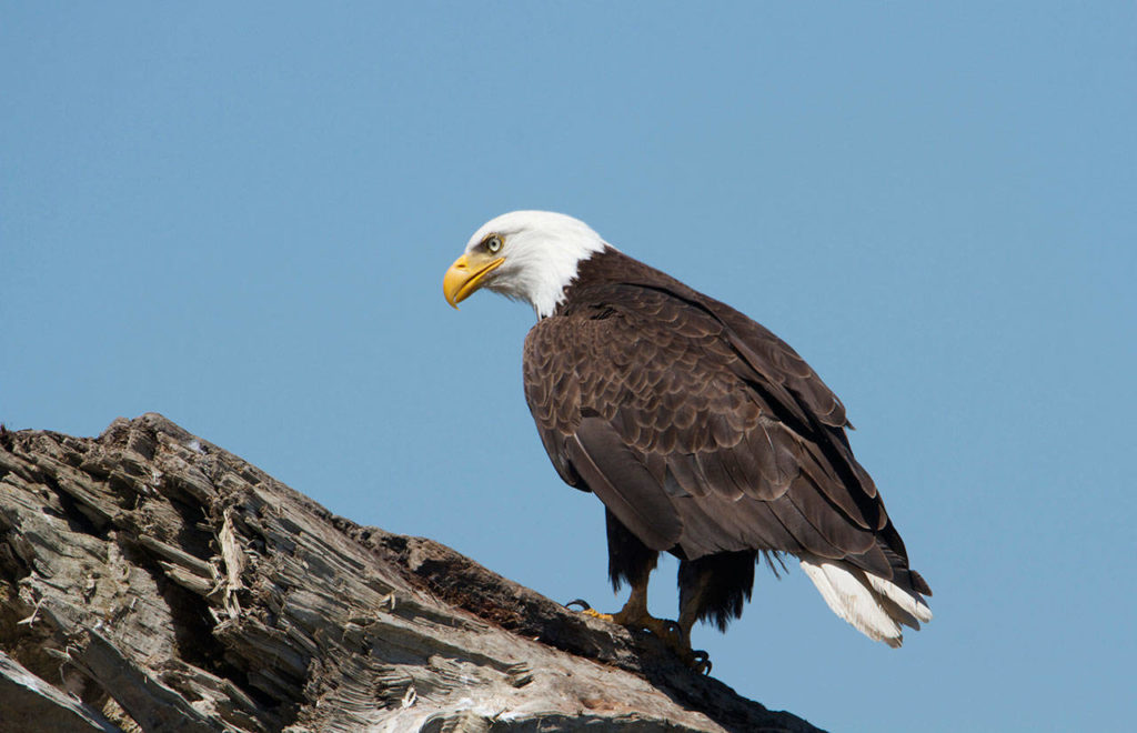 A bald eagle perches on a log on Jetty Island during a low tide. (Mike Benbow photo)
