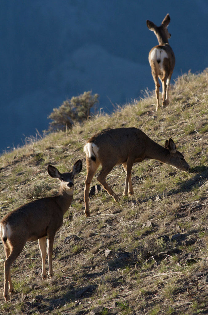 These deer were photographed on a fishing trip to a high mountain lake. (Mike Benbow photo)
