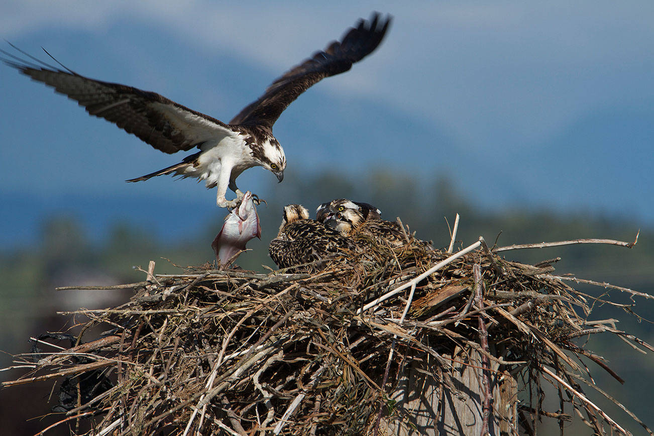 Five tips to help you improve your outdoor, wildlife photos