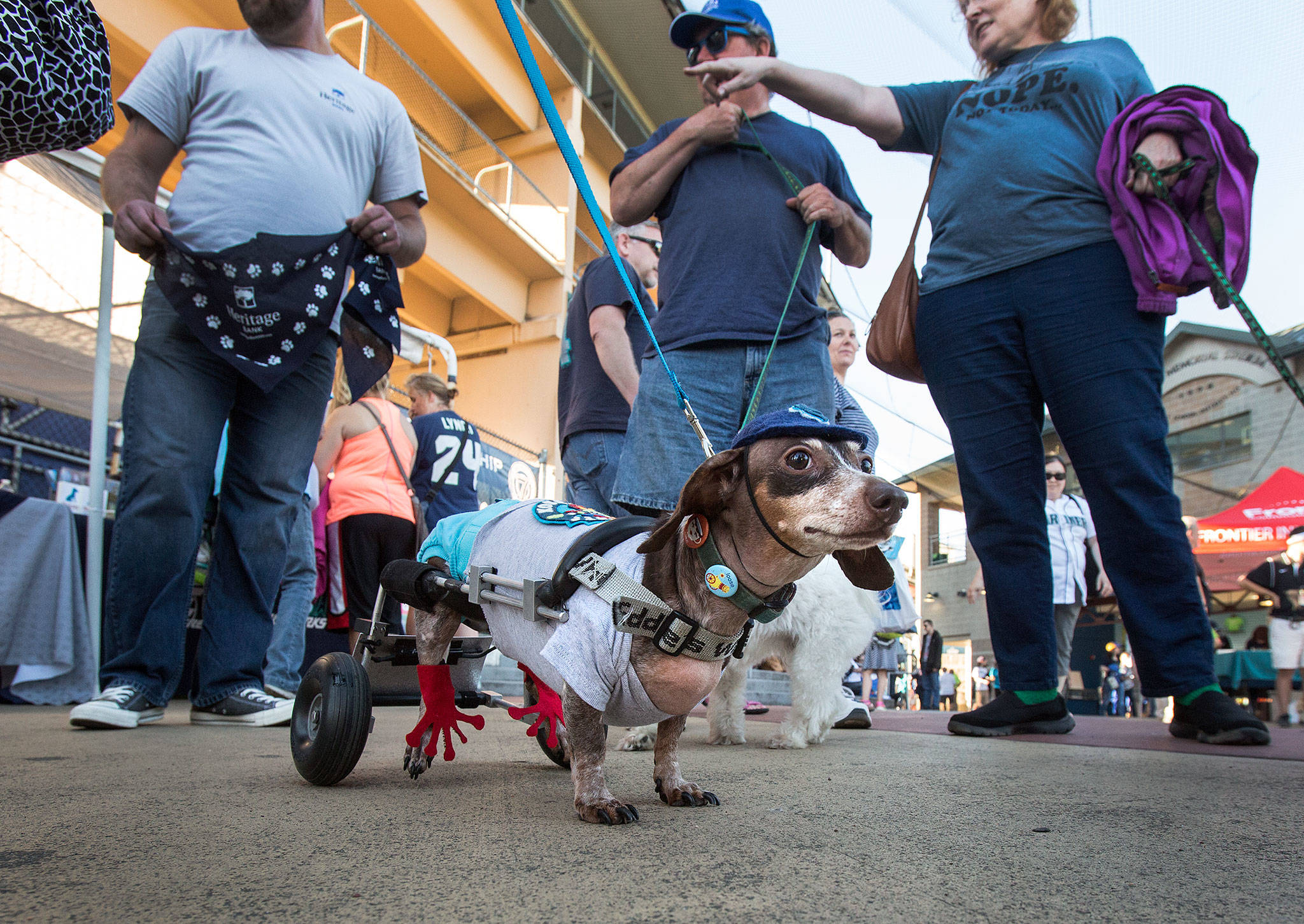Anderson Pooper, a dachshund with a wheelchair, at the 2016 Bark in the Park at Everett Memorial Stadium. (Andy Bronson / The Herald)