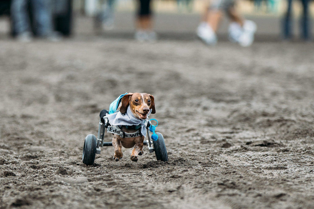 Anderson Pooper runs down the stretch at a Emerald Downs wiener dog race in 2014. Pooper’s back legs have been paralyzed since she was 3. (Joshua Lewis photo)
