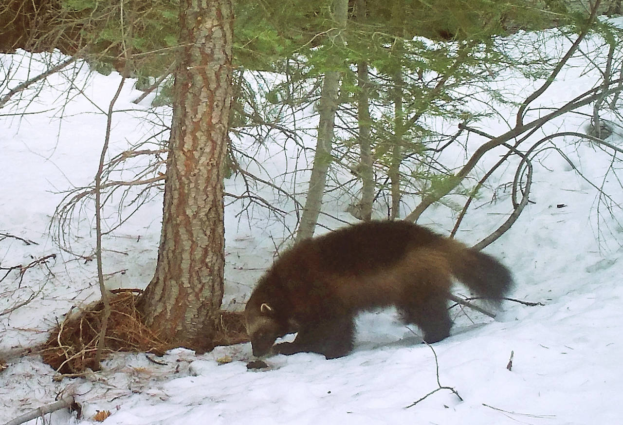 This 2016 photo shows a wolverine in the Tahoe National Forest near Truckee, California. Changes proposed by the Trump administration to the U.S. government’s endangered species program would end automatic protections for species listed as threatened, which advocates say could harm the wolverine. (Chris Stermer/California Department of Fish and Wildlife via AP, file)