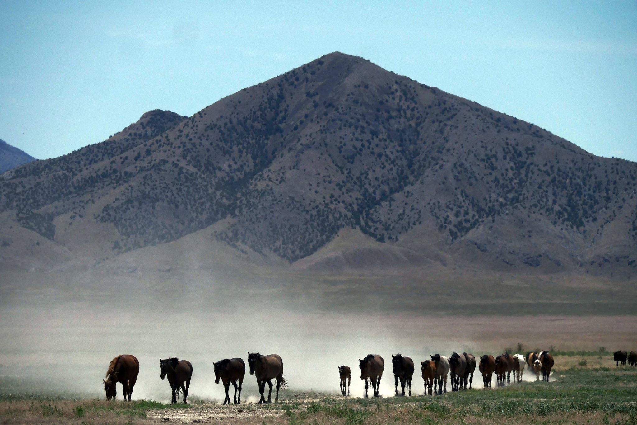 In this June 29 photo, wild horses walk to a watering hole outside Salt Lake City. Harsh drought conditions in parts of the American West are pushing wild horses to the brink and forcing extreme measures to protect them. (AP Photo/Rick Bowmer)