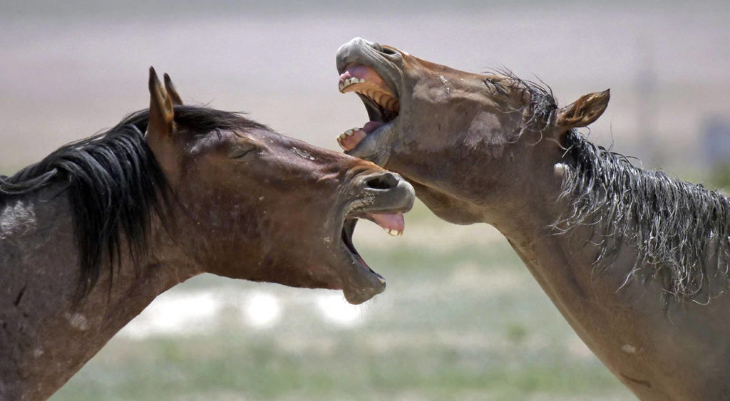 In this June 29 photo, wild horses occupy a watering hole outside Salt Lake City. (AP Photo/Rick Bowmer)
