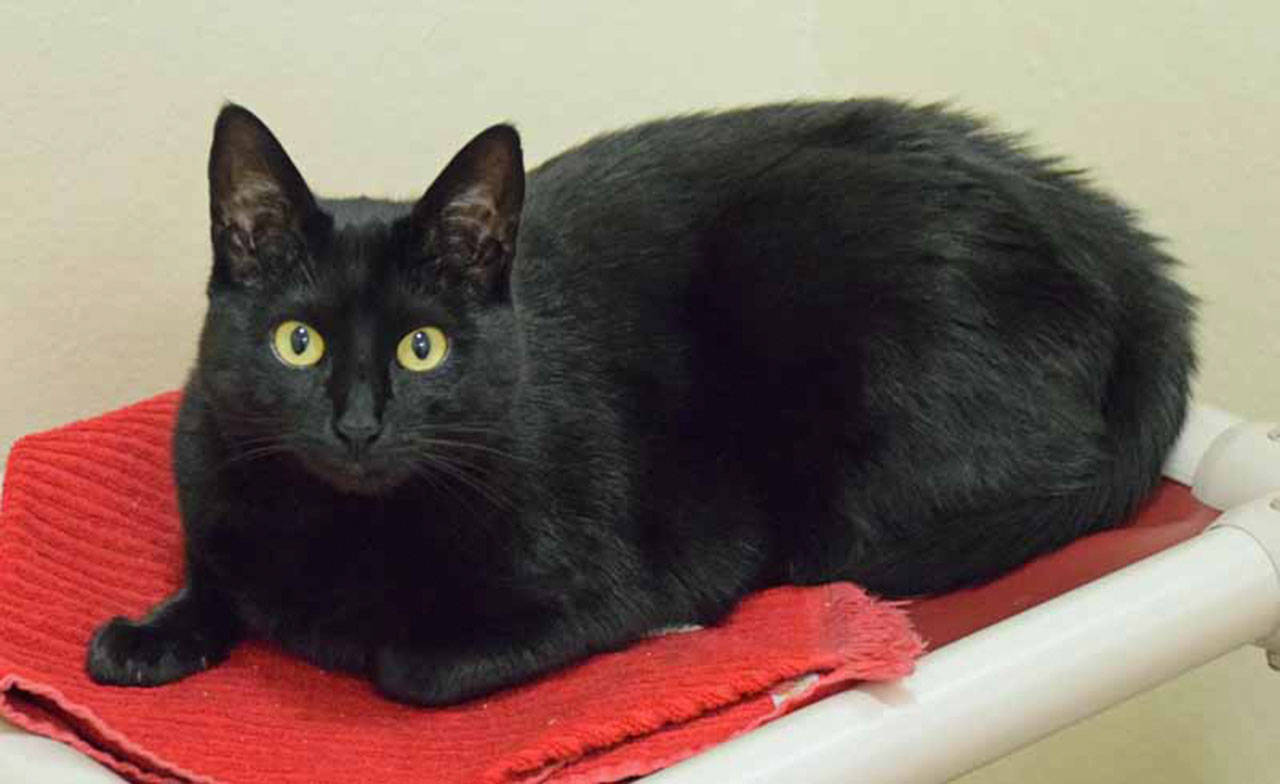 Cali can be independent at times and at other times she is a mighty little hunter. She likes to hunt toy mice and balls. When she isn’t hunting she enjoys laying in a warm sunny spot. (Arleigh Movitz/Everett Animal Shelter)