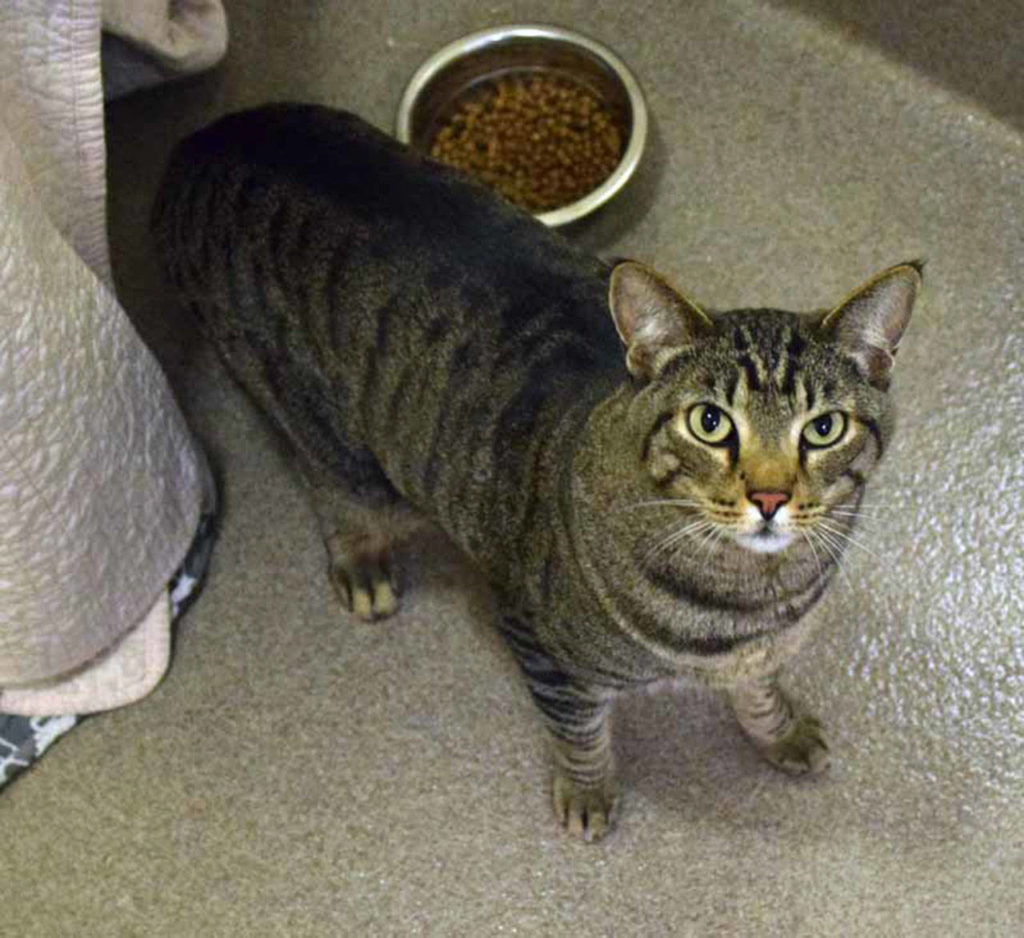 Big guy Cooper is looking for a quiet home. He’d like cat trees to climb, boxes to sleep in, and toys to play with – especially the interactive types like wand toys. Cooper loves to play with people and if you ask him to, he’ll stretch way up tall against your leg! (Arleigh Movitz/Everett Animal Shelter)
