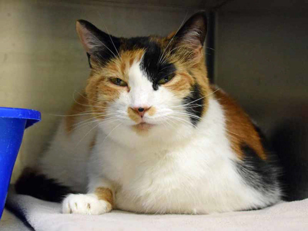 Shelby seems to be an independent gal who likes to choose when to share affection. Just like many people, Shelby doesn’t appreciate being surprised and prefers a quiet environment. She is really fond of gentle petting and likes to perch up high. (Arleigh Movitz/Everett Animal Shelter)
