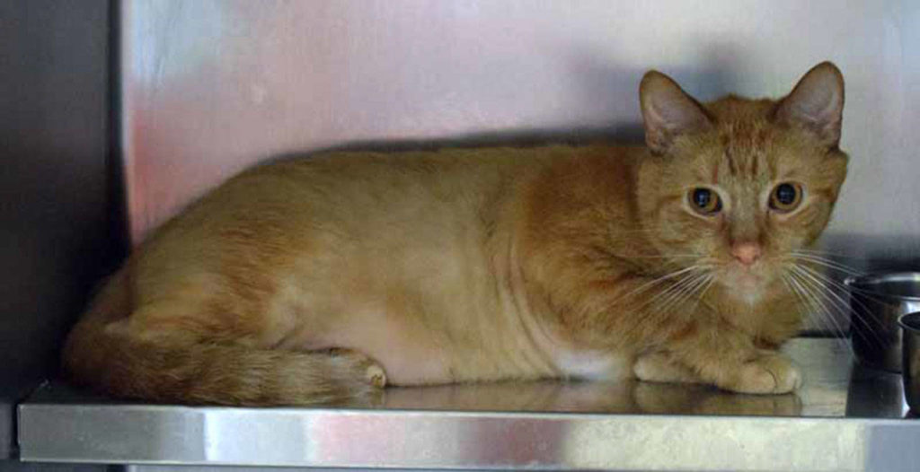 Odin is a playful guy who likes toy mice and laser pointers. Odin loves to hide in the lower cabinets and find unusual hiding areas to take his naps in. He enjoys the company of both cats and dogs but will still need to have a gradual introduction to all resident pets. (Arleigh Movitz/Everett Animal Shelter)
